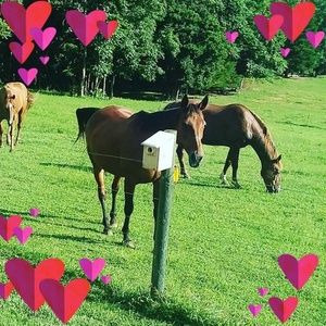 Meet your Posher, Sharon